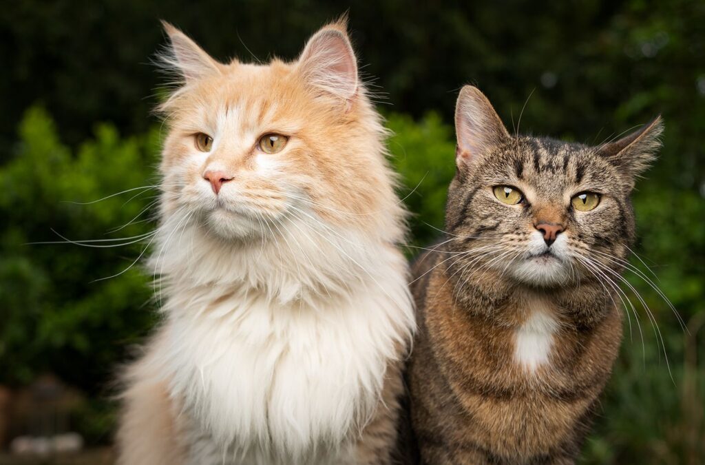 معرفی بهترین نژاد های گربه برای نگهداری در خانه